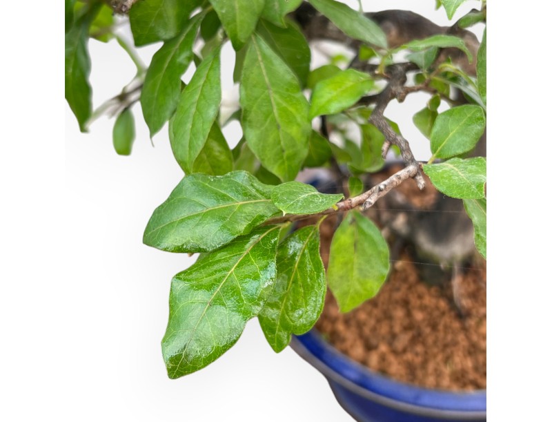 Diospyros kaki - Caqui - 34 cm