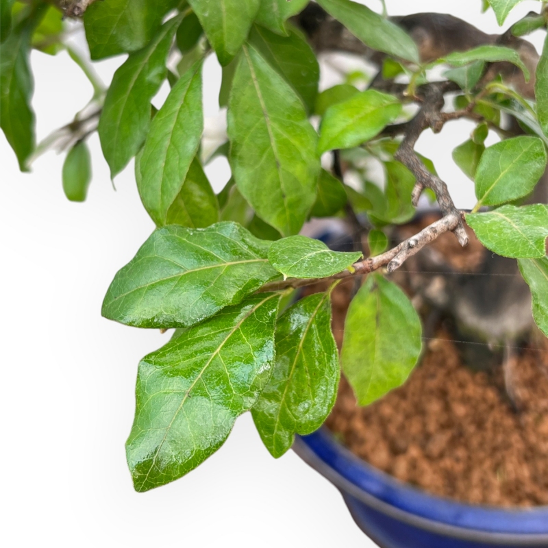 Diospyros kaki - Kaki - 34 cm
