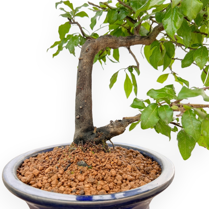 Diospyros kaki - Kaki - 34 cm