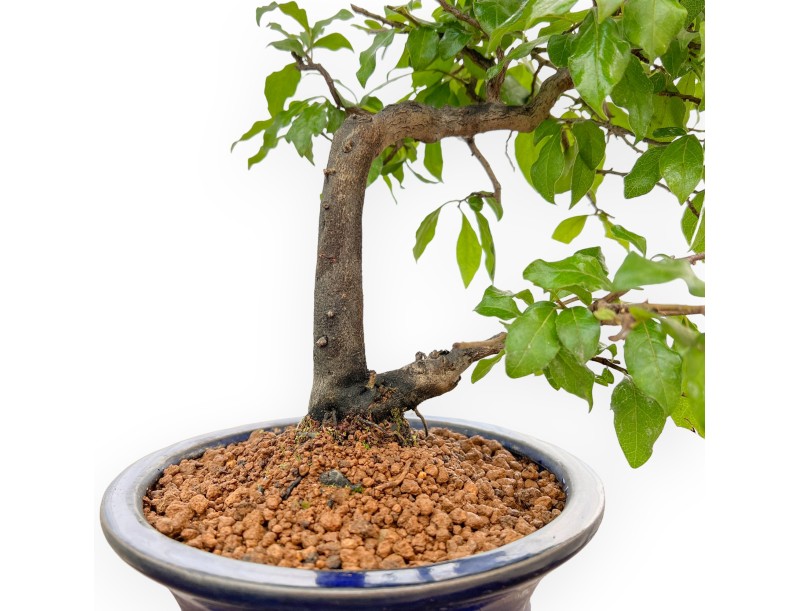 Diospyros kaki - Plaqueminier - 34 cm