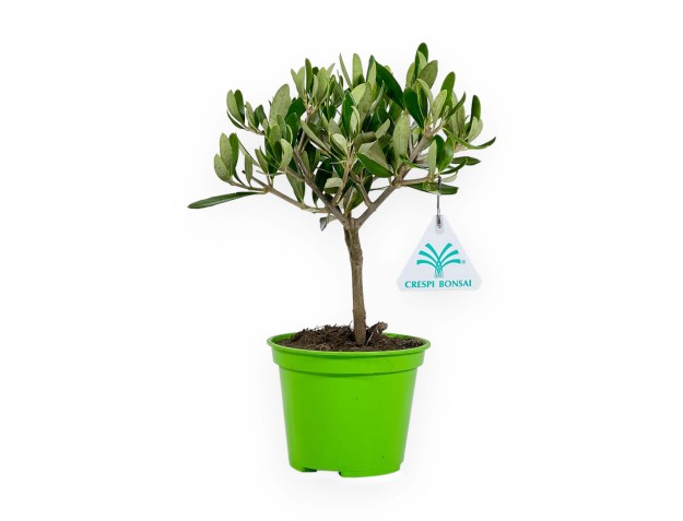 Olea Europaea - Olivo - 26 cm