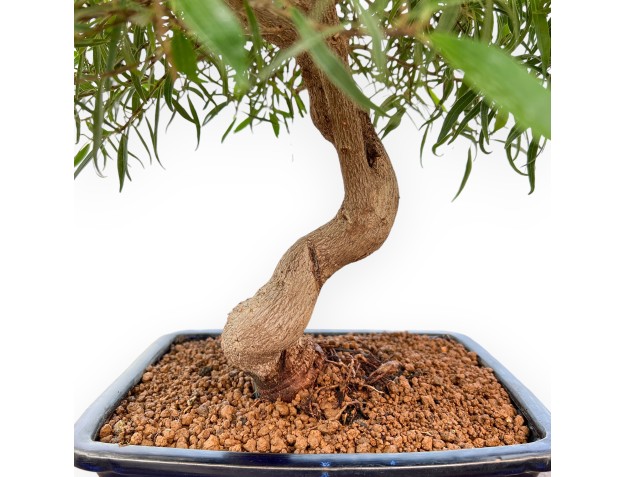 Ficus Nerifolia - Fico - 61 cm 2