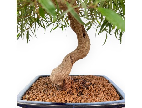 Ficus Nerifolia - Fig - 61 cm