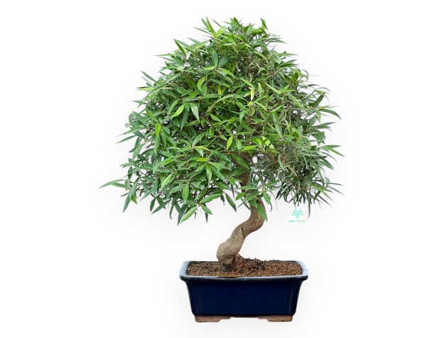 Ficus Nerifolia - Fico - 61 cm
