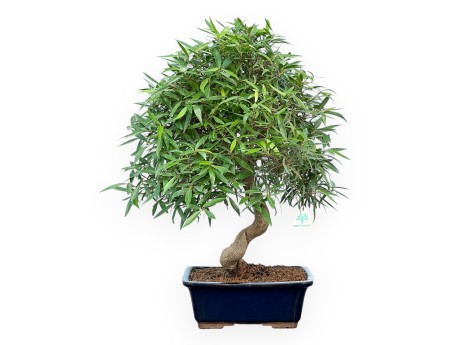 Ficus Nerifolia - Fig - 61 cm
