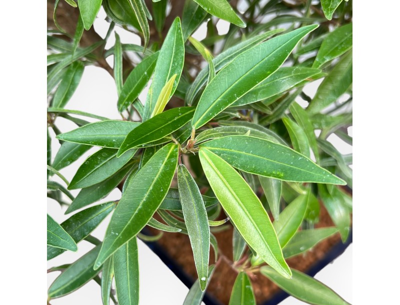 Ficus Nerifolia - Fico - 61 cm