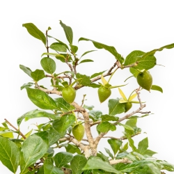 Diospyros Kaki - Kaki - 40 cm