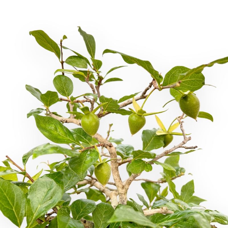 Diospyros Kaki - Kaki - 40 cm