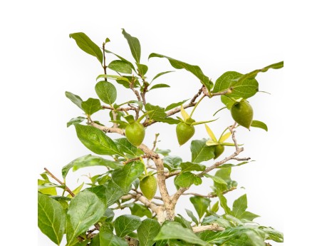 Diospyros Kaki - Plaqueminier - 40 cm