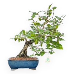 Diospyros Kaki - Kaki - 40 cm