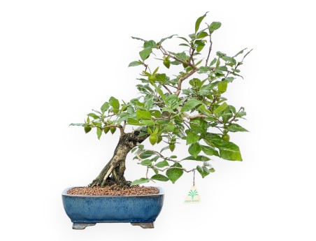 Diospyros Kaki - Kaki - 40 cm