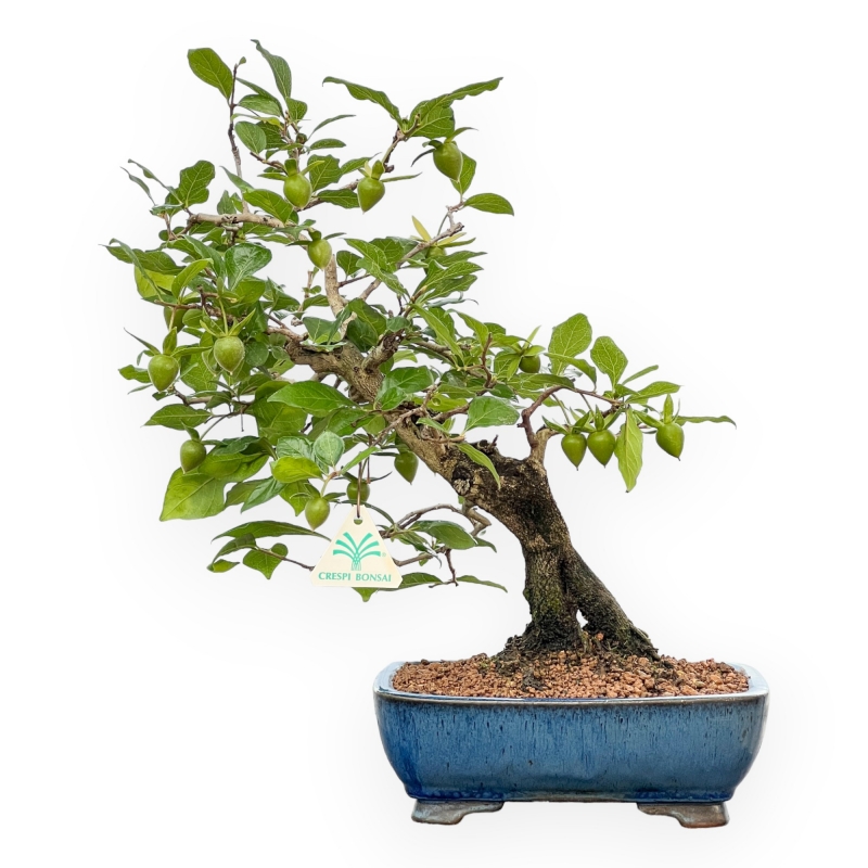 Diospyros Kaki - Kaki - 40 cm