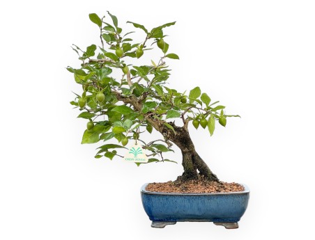 Diospyros Kaki - Plaqueminier - 40 cm