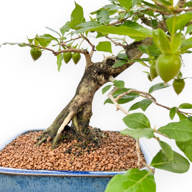 Diospyros Kaki - Kaki - 40 cm