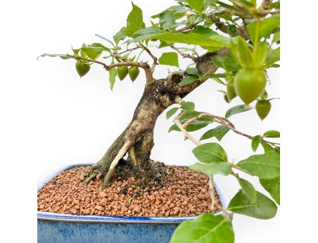 Diospyros Kaki - Kaki - 40 cm