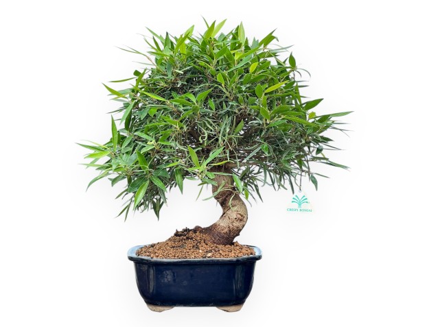 Ficus Nerifolia - Fig - 44 cm