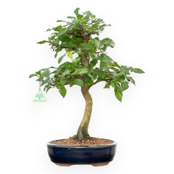 Diospyros Kaki - Kaki - 45 cm