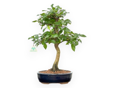 Diospyros Kaki - Plaqueminier - 45 cm