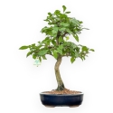 Diospyros Kaki - Kaki - 45 cm
