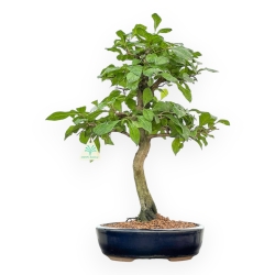 Diospyros Kaki - Kaki - 45 cm