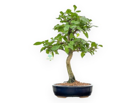 Diospyros Kaki - Kaki - 45 cm