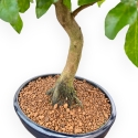 Diospyros Kaki - Kaki - 45 cm