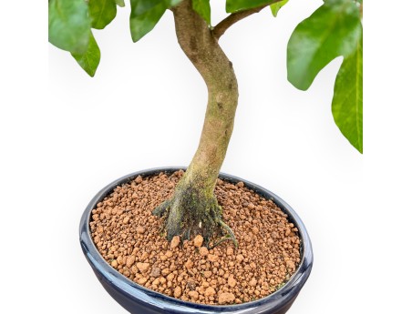 Diospyros Kaki - Plaqueminier - 45 cm