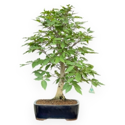 Fagus Crenata - Faggio - 65 cm
