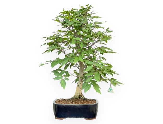 Fagus Crenata - Hêtre du Japon - 64 cm