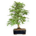 Fagus Crenata - Faggio - 65 cm