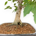 Fagus Crenata - Faggio - 65 cm