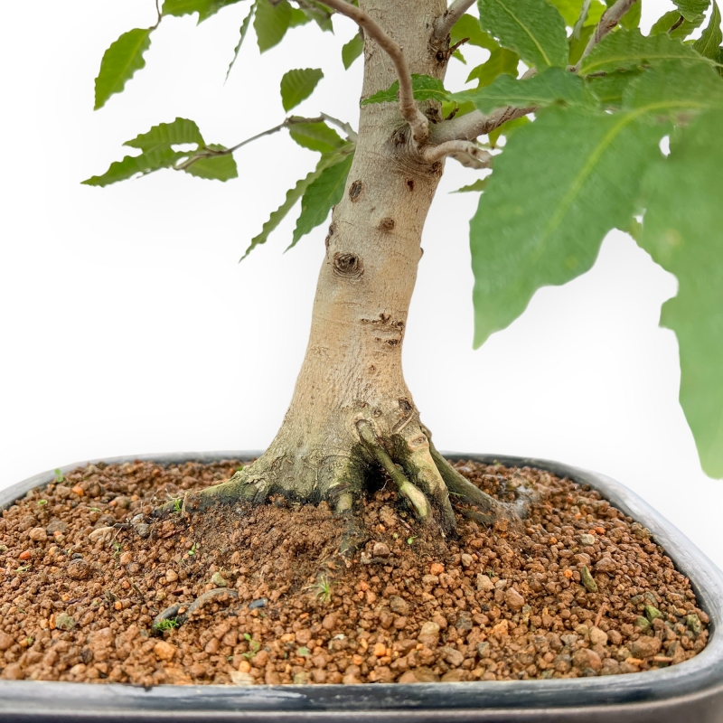 Fagus Crenata - Faggio - 65 cm