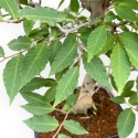 Fagus Crenata - Faggio - 65 cm