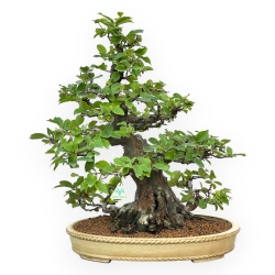Pseudocydonia Chinensis - Cotogno - 63 cm