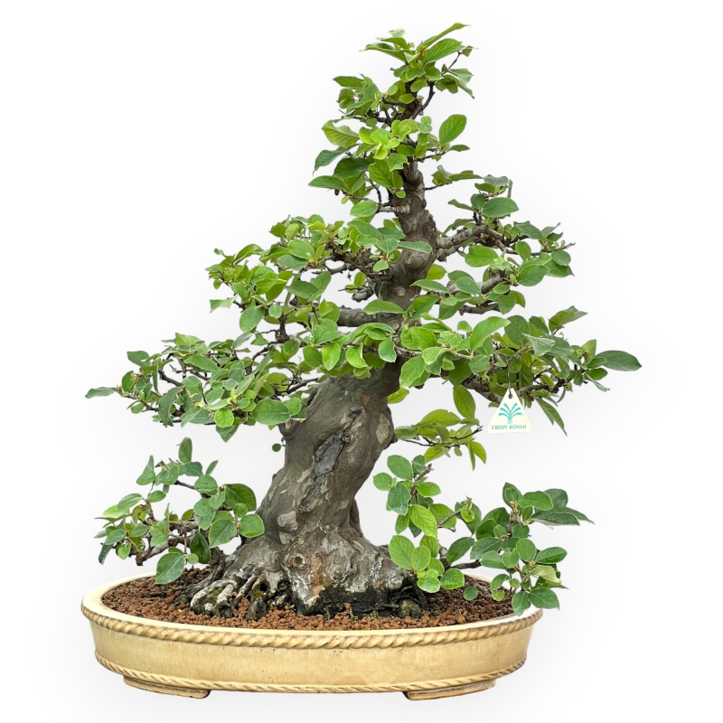 Pseudocydonia Chinensis - Cotogno - 63 cm