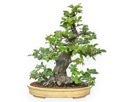 Pseudocydonia Chinensis - Cotogno - 63 cm