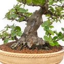 Pseudocydonia Chinensis - Cotogno - 63 cm