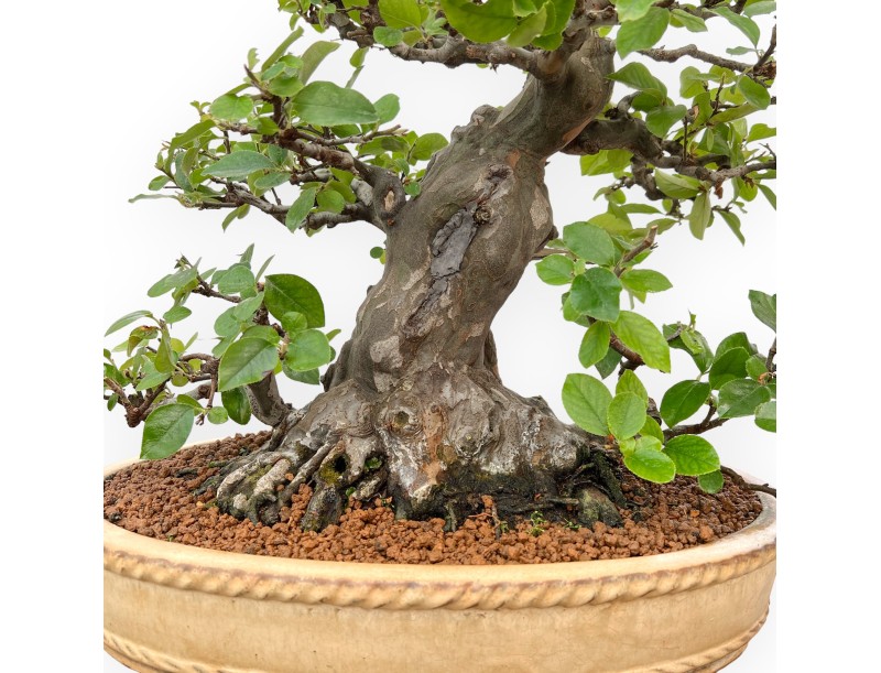 Pseudocydonia Chinensis - Cognassier - 63 cm