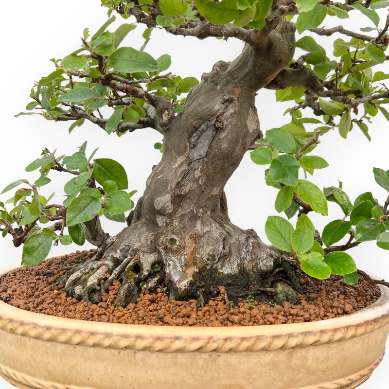Pseudocydonia Chinensis - Cotogno - 63 cm