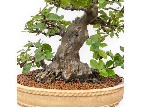 Pseudocydonia Chinensis - Cotogno - 63 cm