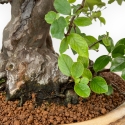 Pseudocydonia Chinensis - Apple Tree - 63 cm