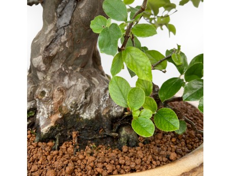 Pseudocydonia Chinensis - Apple Tree - 63 cm