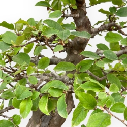 Pseudocydonia Chinensis - Cognassier - 63 cm