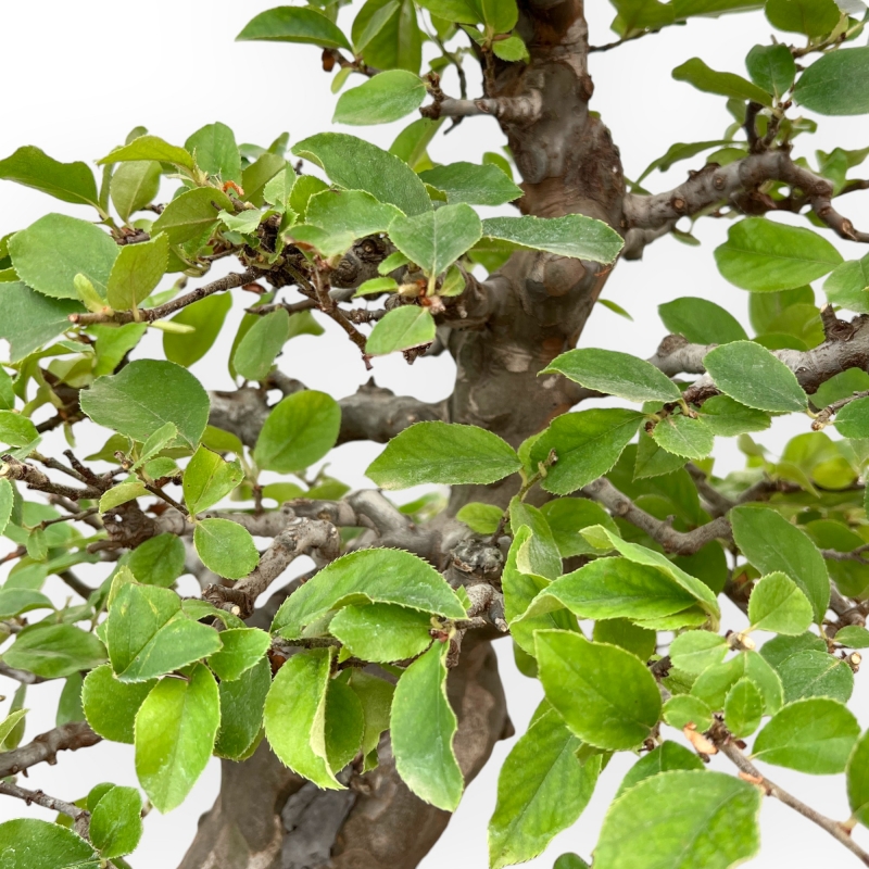 Pseudocydonia Chinensis - Cotogno - 63 cm