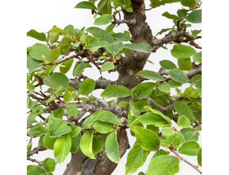 Pseudocydonia Chinensis - Apple Tree - 63 cm