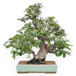 Pseudocydonia Chinensis Karin - Cotogno - 56 cm