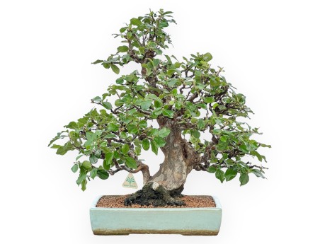 Pseudocydonia Chinensis Karin - Apple Tree - 56 cm