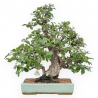 Pseudocydonia Chinensis Karin - Cotogno - 56 cm