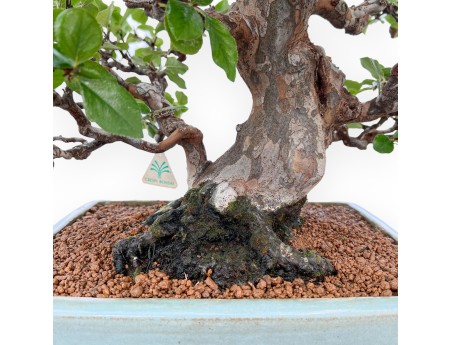 Pseudocydonia Chinensis Karin - Apple Tree - 56 cm