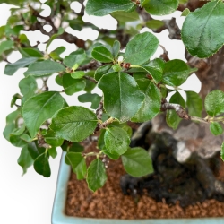 Pseudocydonia Chinensis Karin - Cotogno - 56 cm